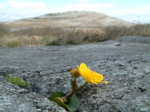 Flora en el Parque Nacional de Burren